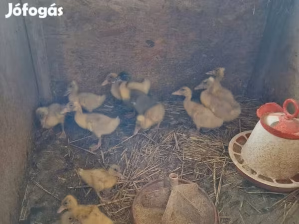 Ducks