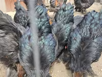 Brahma — foto 3