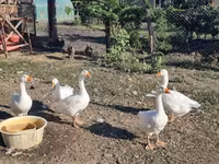 Geese — ፎቶ 2