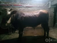 گاو نر, Simmental cattle — عکس 3
