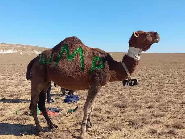Geel lab, Arvana camel