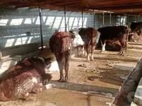 Stier, Simmental cattle — foto 1