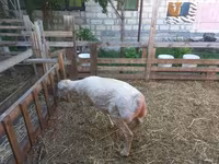 Montone, Pecore — foto 4