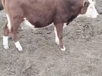 Bulle, Kasachische Weißkopfkuh — Foto 3
