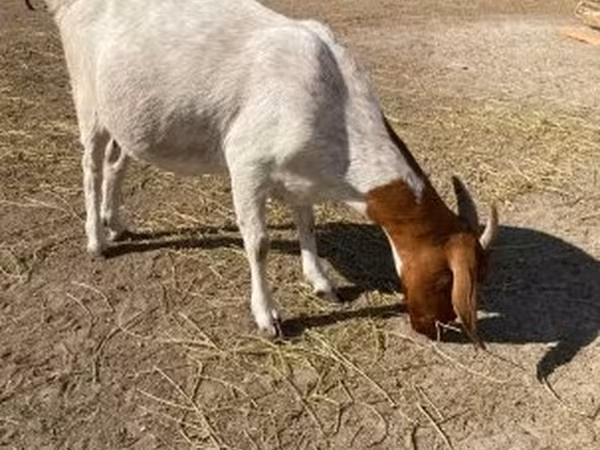 Ziege, Boer goat
