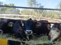 Banteng, Cattle — foto 5