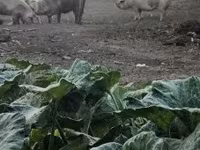 Babi betina, Pigs — foto 5