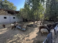Ovca, Rhon sheep — fotografija 4