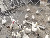 Ducks — عکس 2