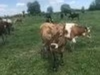 Ko, Holstein-race — foto 2