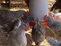 Chickens — รูปภาพ 1
