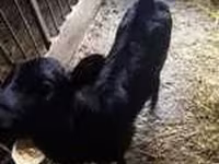 Lembu ternakan (lot, jantina tidak dinyatakan), Cattle — foto 5