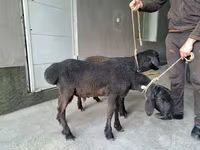 Kambing jantan, Sheep — foto 3