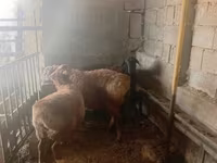 كبش, الأغنام — الصورة 2