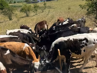Bull, Cattle — photo 1