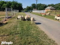 แกะตัวผู้, Dorper sheep — รูปภาพ 8