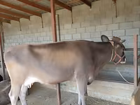 母牛, Swiss cattle — 照片 7