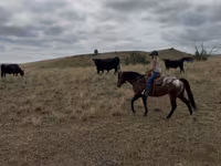 ม้าตัวผู้, Horses of Sable Island — รูปภาพ 6