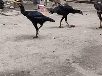 Chickens — 2-rasm