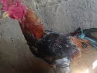 Chickens — 照片 5