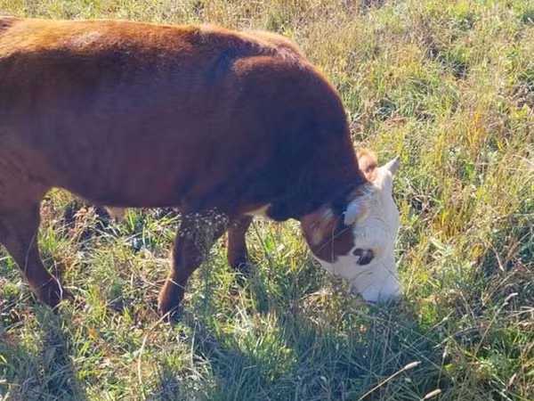 Bò đực, Bò Kazakh trắng đầu