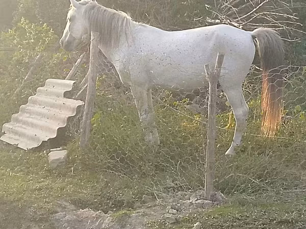 اسب نر, Azerbaijan horse