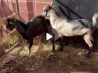 Козел, Alpine goat — снимка 5