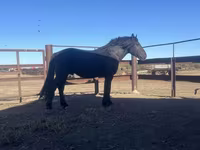 اسب نر, Percheron — عکس 2