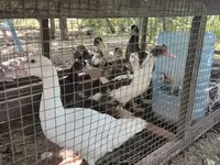 Ducks — عکس 3