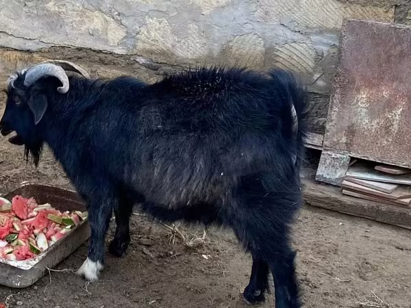 Ziegenbock, Alpine goat