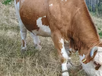 İnek, Simmental cattle — foto 2