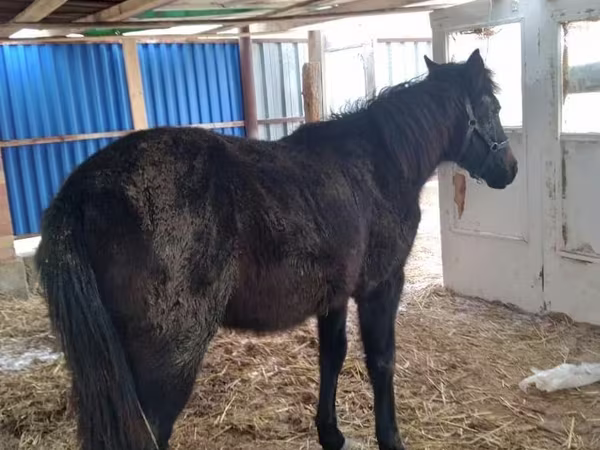 اسب نر, Kazakh horse