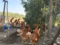 Chickens — акс 1