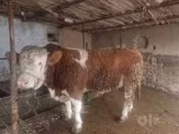 Lembu jantan, Limousin cow — foto 3