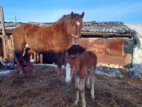 Caballo, Vladimir heavy draft — foto 7