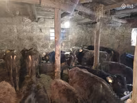 Bull, Cattle — photo 2