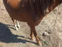Faras, Horses — sawirka 2