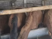 Égua, Kazakh horse — foto 6