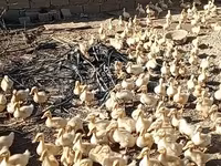 Ducks — عکس 2