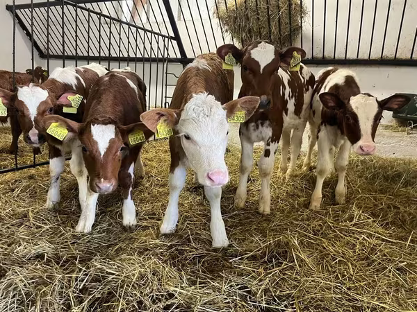 Mucca, Simmental cattle