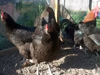 Chickens — عکس 6