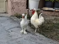 Chickens — عکس 6