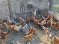 Chickens — zdjęcie 2