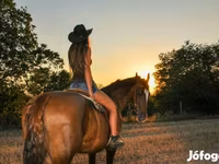 مادیان, Dutch warmblood horse — عکس 3