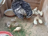 سفید سینه‌پهن — عکس 4