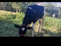ላም, Holstein breed — ፎቶ 1