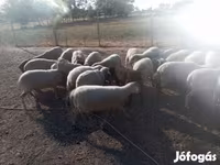 میش, گوسفند — عکس 2