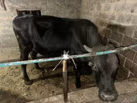 Tyre, Aberdeen-Angus — foto 4