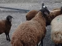 Carnero, Karakul sheep — foto 3