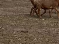 میش, Arashan sheep — عکس 2